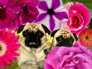 Obituary of Agnes "Molly" Mary Ellen Firus