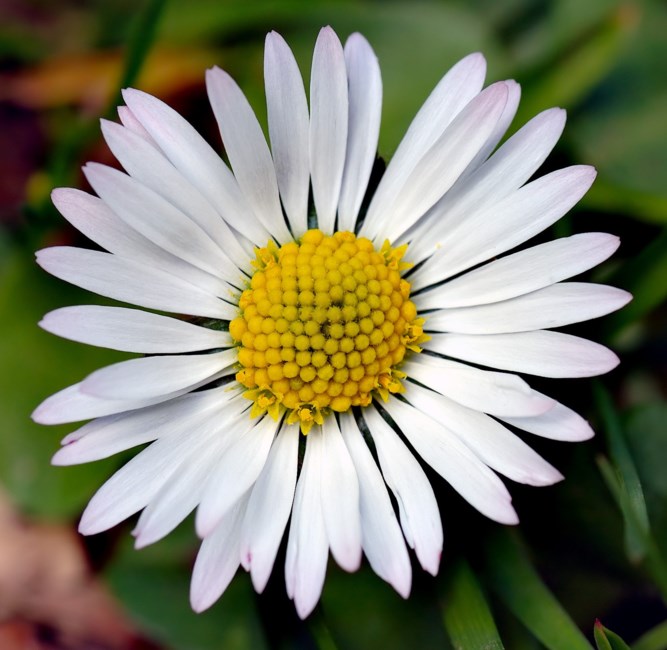 Obituary of Joyce Diane Cain