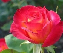 Obituary of Eva Maria Szucs