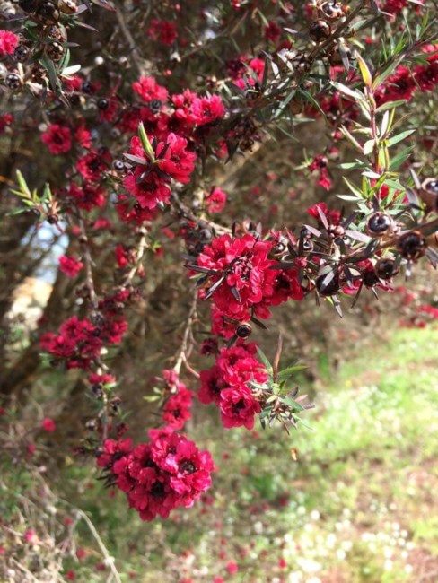 Obituary of Georgia Ann Moui Heong Stewart