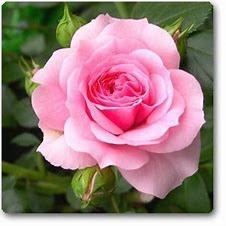 Obituary of Holly Rose Carnes