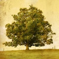 Obituary of Triem Van Ngoc Nguyen