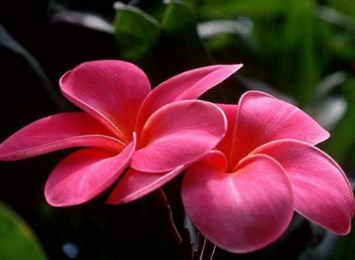 Obituary of Celia M. Richardson