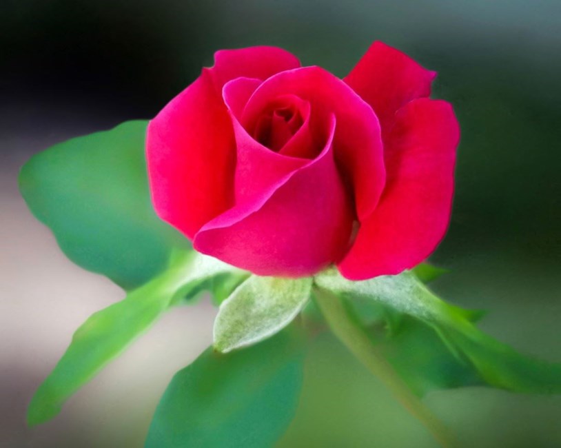 Avis de décès de Miriam F Davis