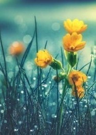 Obituary of George Perrin Cassady