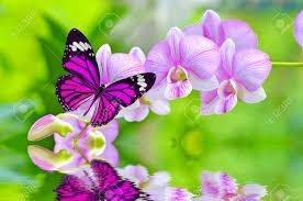 Obituary of Angela Gale Pollock