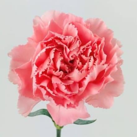 Obituary of Lorraine Teresa Taylor
