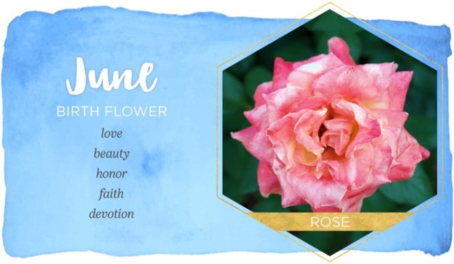 Obituary of Diane Lynn Hicken