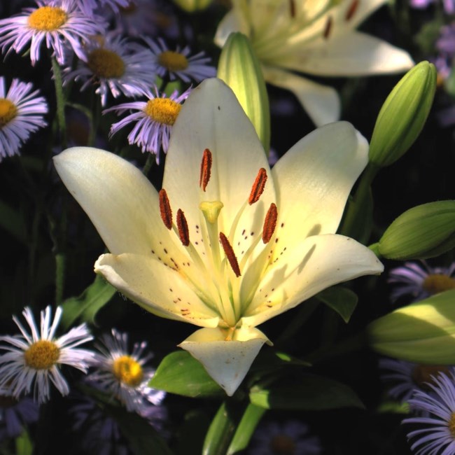 Obituary of Linda Carter-Stanley