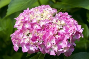 Obituary of Marjorie Green DeLoach