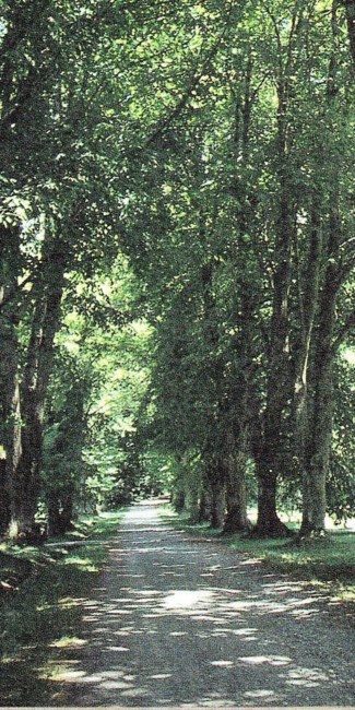 Obituary of Rosetta Piraino Quigley