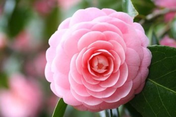 Obituario de Leonila Martinez Rico