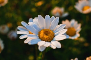 Obituary of Marcia Alice Patton