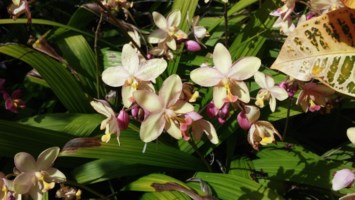 Obituary of Norma Lui Rosa