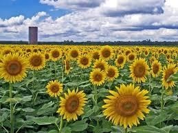 Obituary of Lawrence W. Osborne