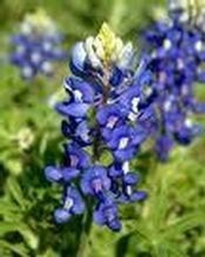 Obituary of Isabel Martha (Jenke) Jenkins