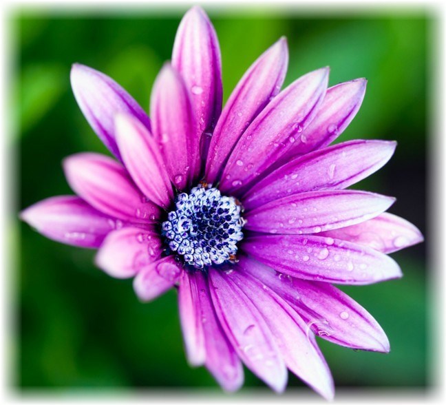 Obituario de Carol Ann Kach