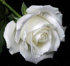 Obituario de Alfonso L. Loera
