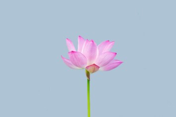 Obituary of Dawn Lorie Shook