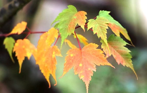 Obituary of Ms. Sam Ching Szeto