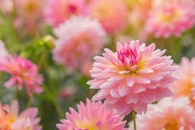 Obituary of Cheryl Sue Miller