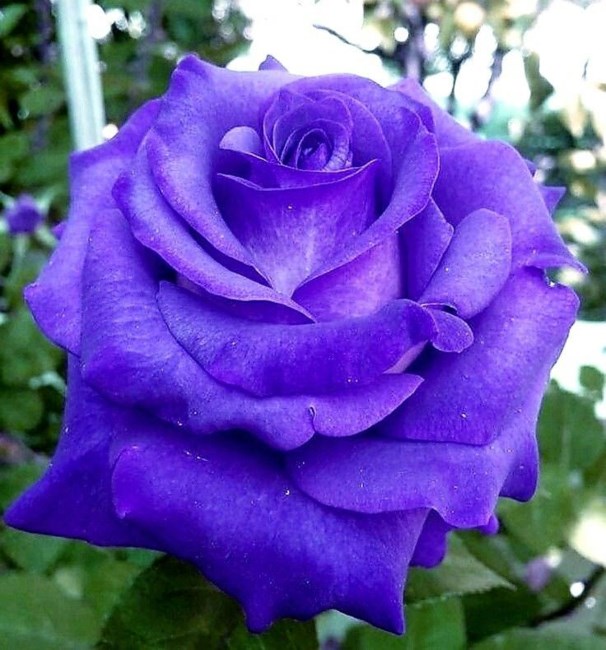 Obituary of Nancy Kruger