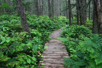 Obituary of David Thomas Nagle