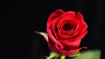 Obituary of Louis Claire Setter