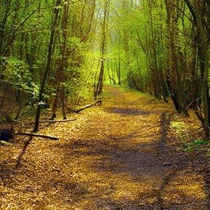 Obituary of Richard Kenneth Fellows