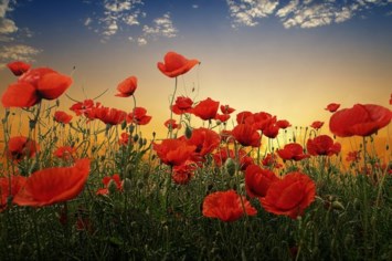 Obituary of Walter W. Holloway