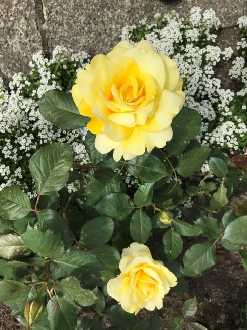 Obituary of Patricia Elsie Nash