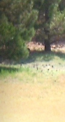 Addison Gradel, Ed.D. Obituary - Lubbock, TX