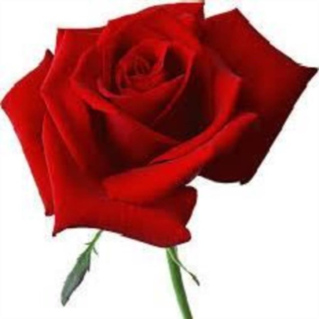 Obituary of Virginia "Ginny" Renee Parker