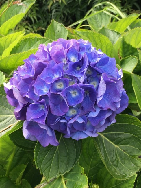 Obituary of Doris Chee Lau