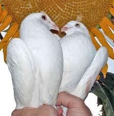 Obituary of Heather B. Bullard Plunkett