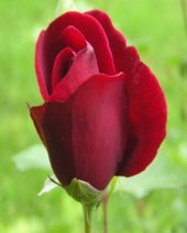 Obituary of Mary Ruth Lowe