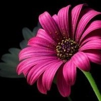 Obituary of Patricia "Diane" Baker