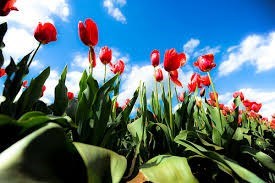 Obituary of Marion E. Labrie Cox