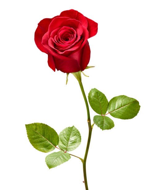 Obituary of Katrina Vasquez-Santos