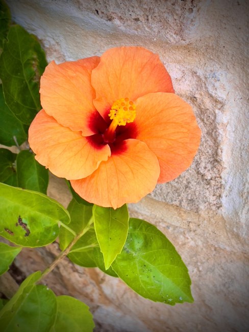 Obituary of Mark Brian Weber