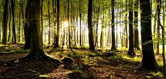 Obituary of Nicholas John Thomas