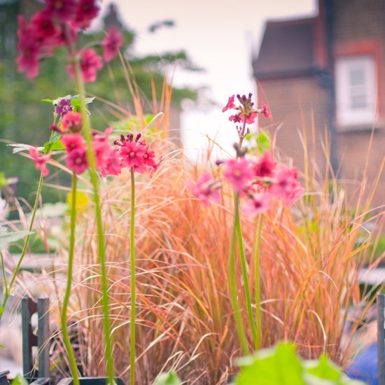 Obituary of Phyllis A. Bonewitz Gallant