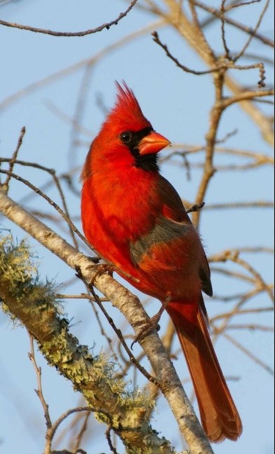 Obituary of Lynette G. McDempsey