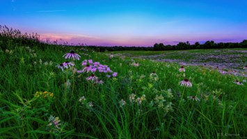 Obituary of Elizabeth Jean Simmons