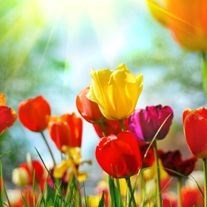 Obituary of Martha Selma Friesen