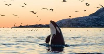 Obituary of Richard Clinton Shaw