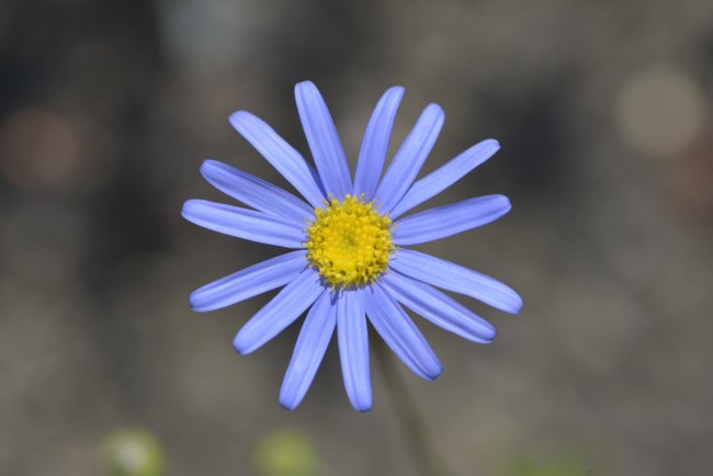 Brenda Fishburne Obituary Douglasville Ga