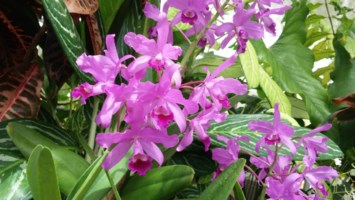 Obituary of Elizabeth Broderick Naumu