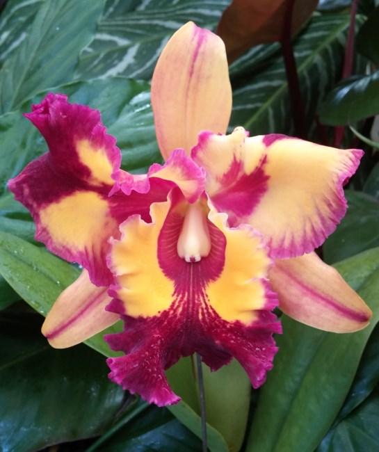 Obituary of Mabel Harvest Kamahele