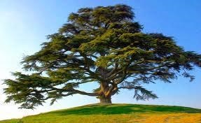 Obituary of Harvey Ray Powell